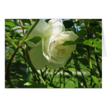 Ant on White Rose Card by tkrysak Ant on White Rose Card