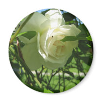 Ant on White Rose magnets