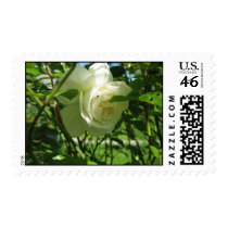 Ant on White Rose Stamp stamps
