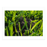 Ant Pile Postcard