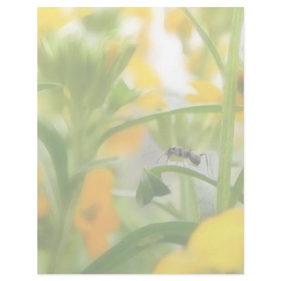 Ant Portrait With Siberian Wallflowers Personalized Letterhead by Pretty_World