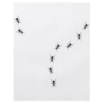 ant trail icon flyers