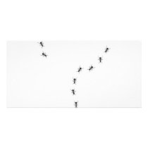ant trail icon photo card