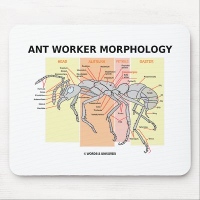ant parts diagram