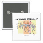 Ant Worker Morphology Pin