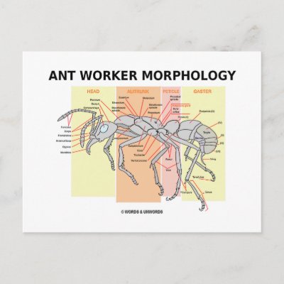 Ant Parts Diagram