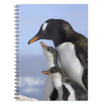 Antarctic Peninsula, Neko Harbour, Gentoo Spiral Notebooks