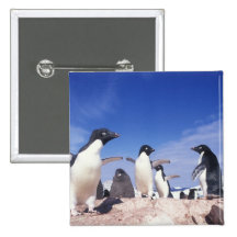 Antarctica, Adelie Penguin Pygoscelis Pinback Buttons