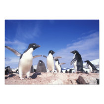 Antarctica, Adelie Penguin Pygoscelis