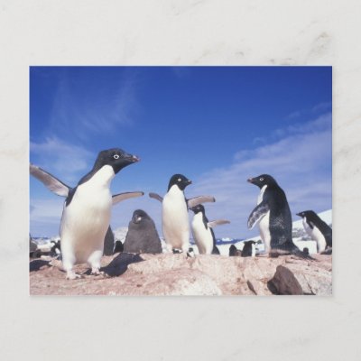 Antarctica, Adelie Penguin Pygoscelis Postcard