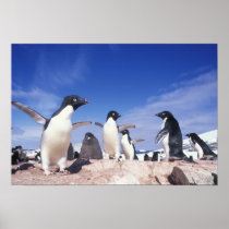 Antarctica, Adelie Penguin Pygoscelis