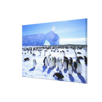 Antarctica, Antarctic Peninsula, Weddell Sea, 5 Gallery Wrap Canvas