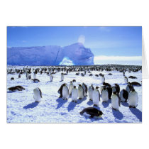 Antarctica, Antarctic Peninsula, Weddell Sea, 5 Cards
