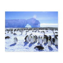 Antarctica, Antarctic Peninsula, Weddell Sea, 5 Postcard