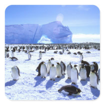 Antarctica, Antarctic Peninsula, Weddell Sea, 5 Sticker