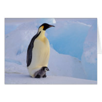 Antarctica, Emperor Penguin (Aptenodytes