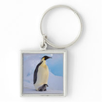 Antarctica, Emperor Penguin (Aptenodytes