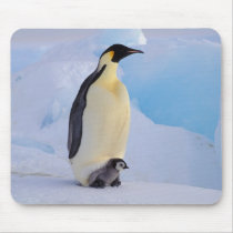 Antarctica, Emperor Penguin (Aptenodytes