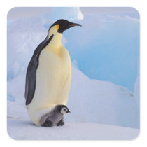 Antarctica, Emperor Penguin (Aptenodytes