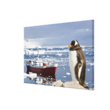 Antarctica, Neko Cove (Harbour). Gentoo penguin Stretched Canvas Prints