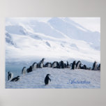 Antarctica Poster