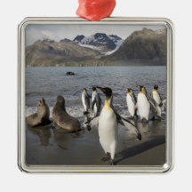 Antarctica, South Georgia Island (UK), Antarctic 2 Christmas Tree Ornament