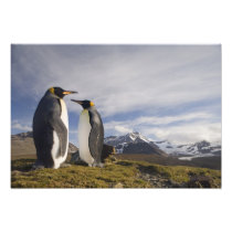Antarctica, South Georgia Island UK), King 3