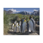 Antarctica, South Georgia Island UK), King 6 Post Cards