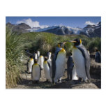 Antarctica, South Georgia Island UK), King 6 Post Cards