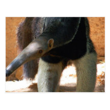 Anteater Postcard