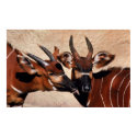 Antelope Affection posters by MuseMagic Antelope Affection posters