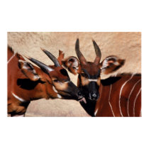 Antelope Affection posters by MuseMagic Antelope Affection posters