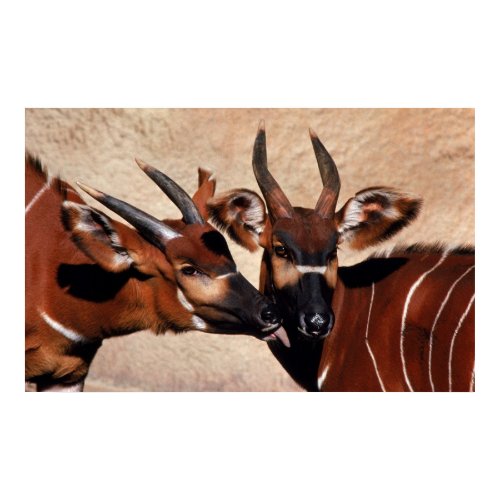 Antelope Affection print