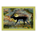 Antelope Blackbuck from Junglewalk.com Card