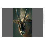 Antelope Card