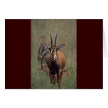 Antelope Card
