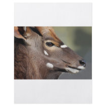 Antelope close up flyers