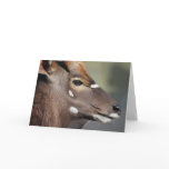 Antelope close up greeting cards