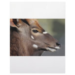 Antelope close up letterhead