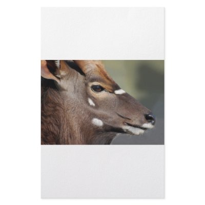 Antelope close up personalized stationery by laureenr