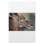 Antelope close up personalized stationery