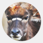 Antelope close up stickers