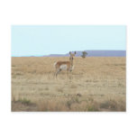Antelope Horizon