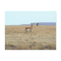 Antelope Horizon postcards