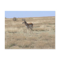 Antelope in Profile postcards
