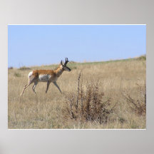 Antelope On Hillside Print