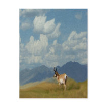 Antelope postcards