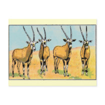 Antelope Post Cards