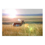Antelope