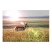 Antelope posters